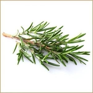 rosemary infused olive oil